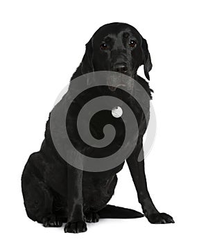 Labrador Retriever, 12 years old, sitting