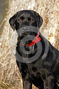 Labrador retriever