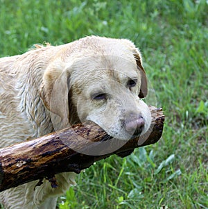 Labrador retriever