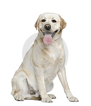 Labrador Retriever, 15 months old, sitting