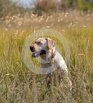 Labrador retriever