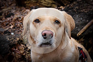 Labrador retriever