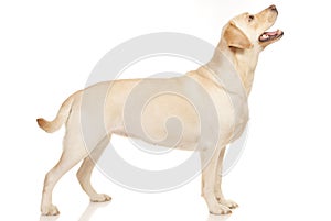 Labrador Retriever