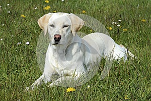 Labrador Retriever