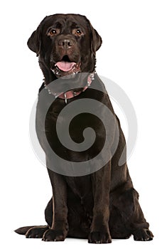 Labrador Retriever, 4 years old, sitting