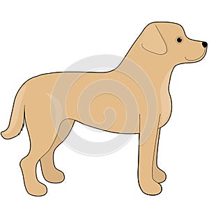 Labrador Retriever