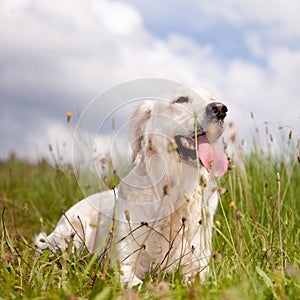 Labrador retriever