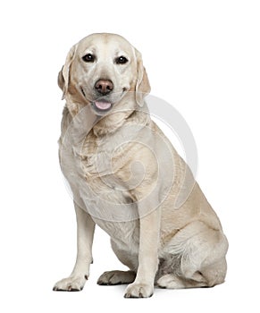 Labrador retriever, 5 years old, sitting