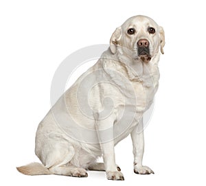 Labrador retriever, 5 years old, sitting