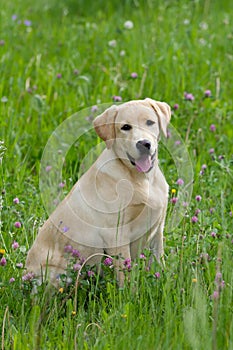 Labrador Retriever