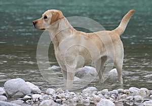 Labrador retriever photo