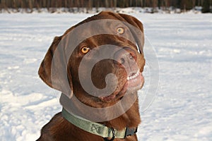 Labrador retriever photo