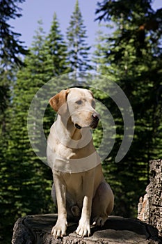 Labrador Retriever