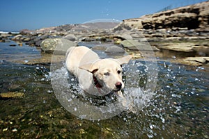 Labrador retriever