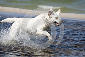 Labrador retriever in action