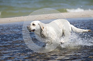 Labrador retriever in action