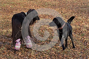 Labrador retriever and afghan hound are playing in the autumn park. Pet animals