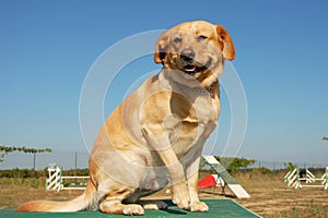 Labrador retriever in agility