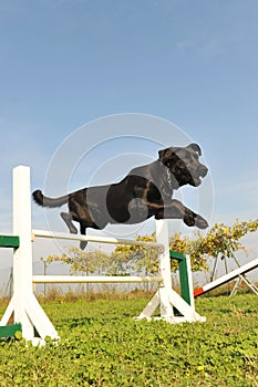 Labrador retriever in agility