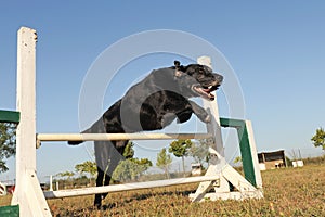Labrador retriever in agility