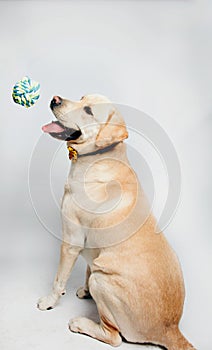 Labrador retriever is amazing dog. Photo-shooting in studio