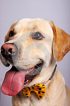 Labrador retriever is amazing dog. Photo-shooting in studio