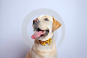 Labrador retriever is amazing dog. Photo-shooting in studio