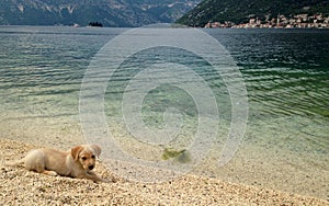 Labrador retriever baby laying down by the sea