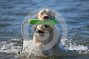 Labrador Retriever at the Beach