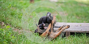 Labrador retriever and belgian malinois puppies playing