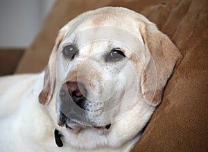 Labrador retriever best friend family dog