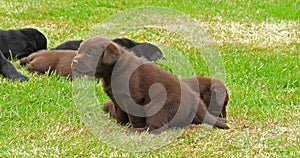 Labrador Retriever, Black and Brown Puppies on the Lawn, Normandy,  Slow Motion