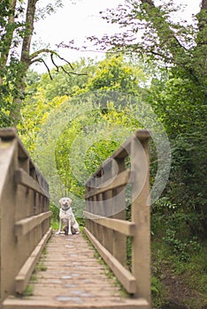 Labrador retriever on the bridge