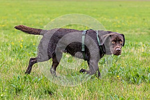Labrador retriever, Canis lupus familiaris on a grass field. Healthy chocolate brown labrador retriever photo