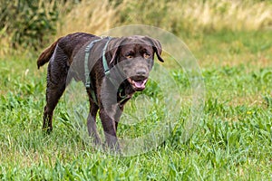 Labrador retriever, Canis lupus familiaris on a grass field. Healthy chocolate brown labrador retriever photo