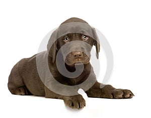 Labrador retriever chocolate
