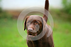 Labrador Retriever chocolate color portrait.
