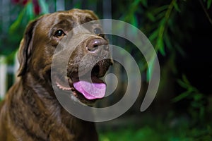 Labrador retriever. Chocolate labrador. Brown dog on green background.