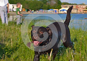 Labrador retriever. A chocolate labrador retriever runs, shaking off water.