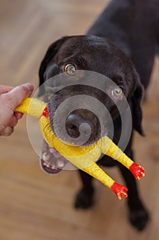 Labrador retriever chocolate plays with owner and yellow toy chicken. fun and dog training