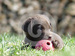 Labrador Retriever chocolate puppy with ball