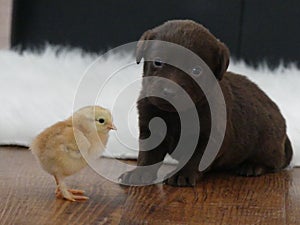 Labrador Retriever chocolate puppy with a chick