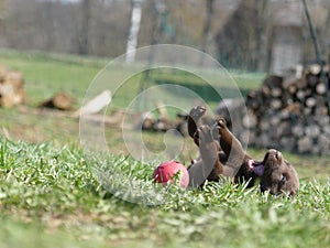 Labrador Retriever chocolate puppy fall down with ball