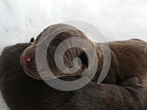 Labrador Retriever chocolate puppy