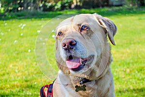 Labrador retriever in the city