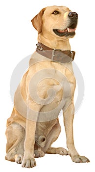 Labrador retriever (clipping pat inc.)