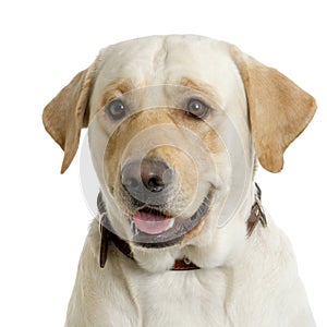 Labrador retriever cream