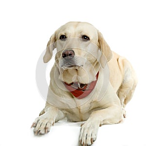 Labrador retriever cream