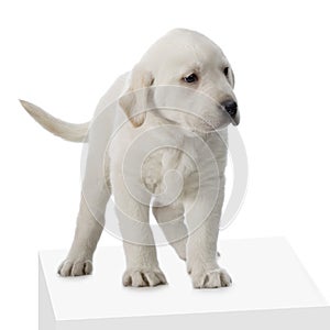 Labrador retriever cream