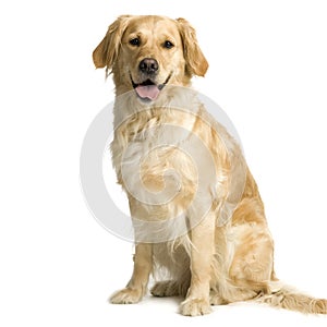 Labrador retriever cream photo